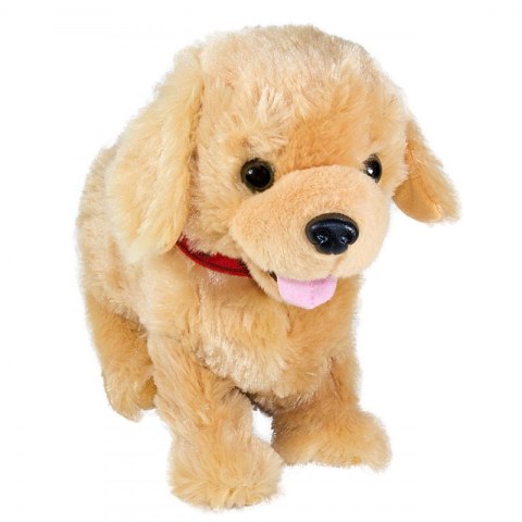 Figo Labrador mądry szczeniaczek wykonuje polecenia Figo Labrador mądry szczeniaczek wykonuje polecenia